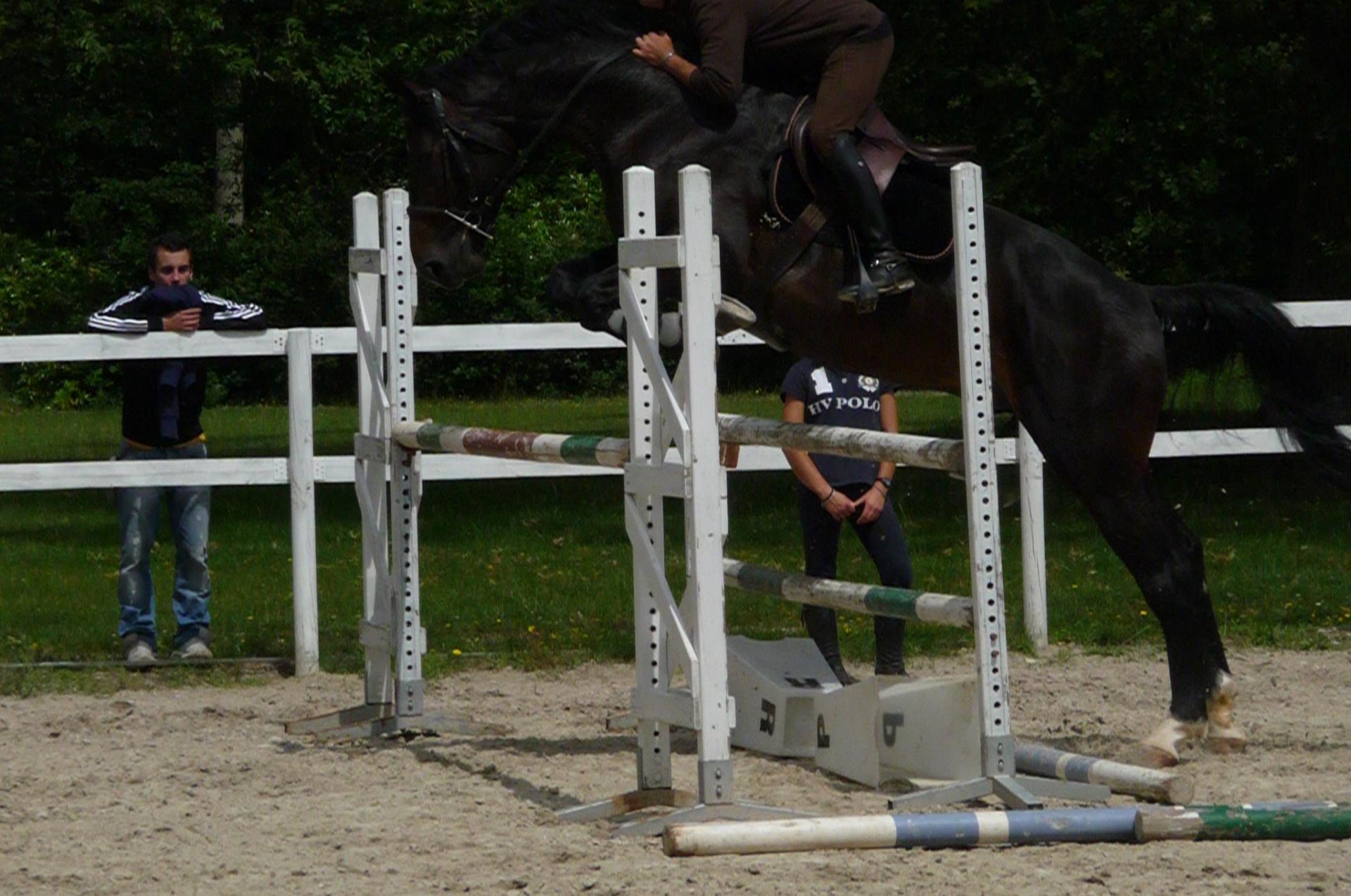 Débourrage Et Dressage De Jeunes Chevaux