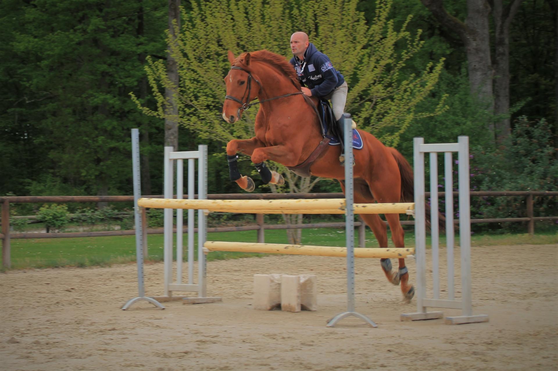 Débourrage Et Dressage De Jeunes Chevaux